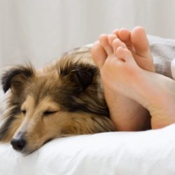 Dogs and feet
